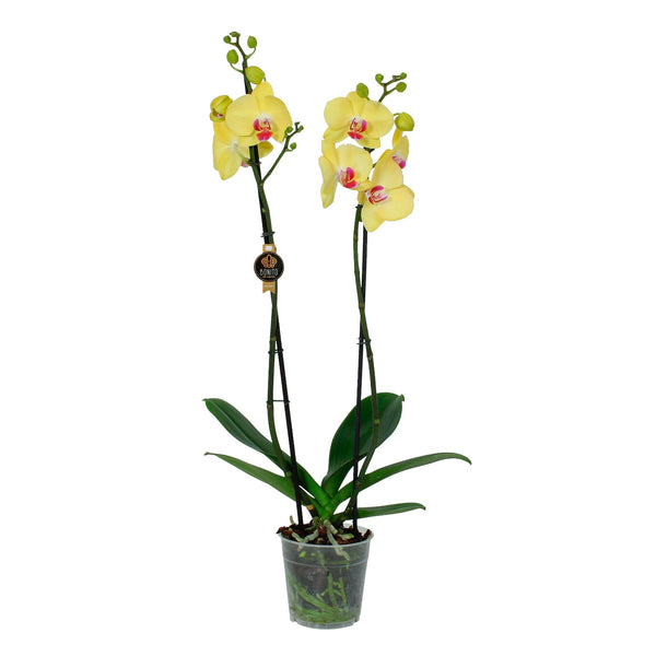 Phalaenopsis Orchid – Sunshine Elegance   أوركيد الفالاينوبسيس – أناقة أشعة الشمس