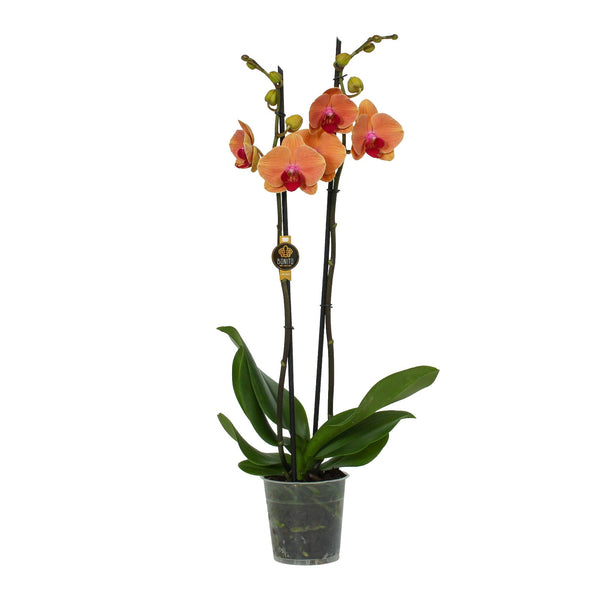 Phalaenopsis Orchid – Sunset Glow Elegance  أوركيد الفالاينوبسيس – أناقة توهج الغروب