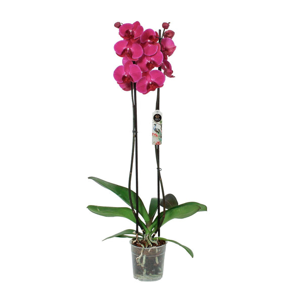 Phalaenopsis Orchid – Fuchsia Elegance  أوركيد الفالاينوبسيس – أناقة الفوشي