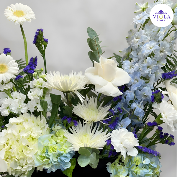 BlueWhisper زهرة زرقاء