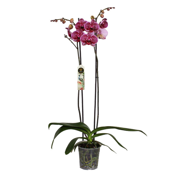 Phalaenopsis Orchid – Speckled Ruby Elegance   أوركيد الفالاينوبسيس – أناقة الياقوت المرقط