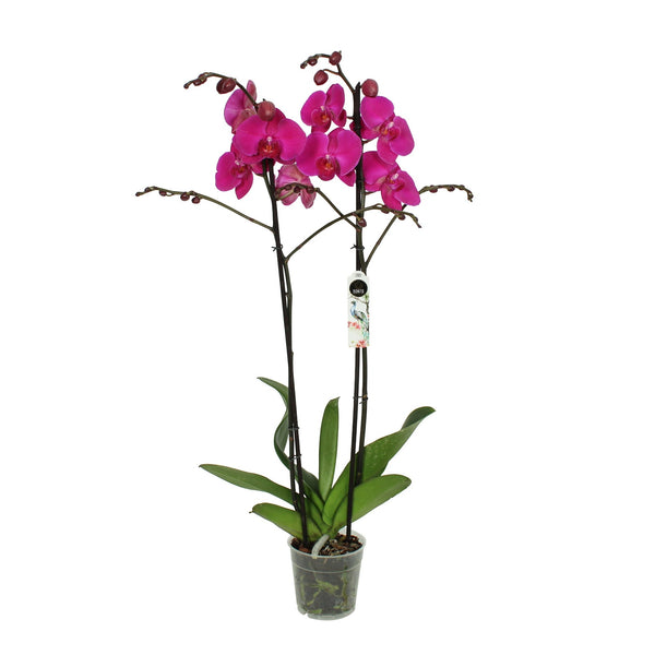 Phalaenopsis Orchid – Fuchsia Radiance  أوركيد الفالاينوبسيس – إشراقة الفوشيا