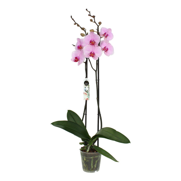 Phalaenopsis Orchid – Soft Pink Elegance   أوركيد الفالاينوبسيس – أناقة الوردي الناعم