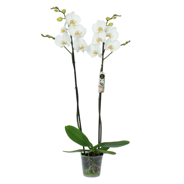 Phalaenopsis Orchid – Pure White Elegance  أوركيد الفالاينوبسيس – أناقة البياض النقي